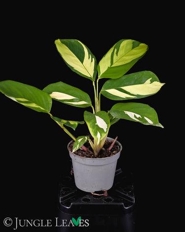 Ctenanthe 'Golden Mosaic'