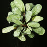 Ctenanthe burle-marxii 'Amagris'