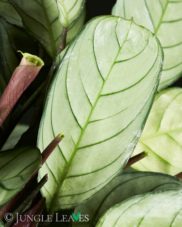 Ctenanthe burle-marxii 'Amagris'
