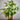 Ctenanthe pilosa Golden Mosaic