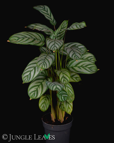 Ctenanthe setosa 'Compact Star'