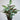 Ctenanthe setosa Compactstar