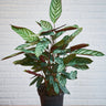 Ctenanthe setosa Compactstar