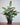 Ctenanthe setosa Compactstar