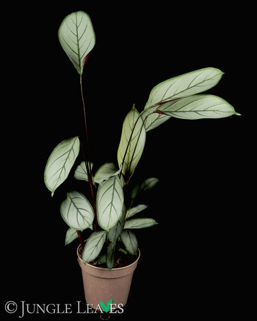 Ctenanthe setosa 'Grey Star'