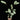 Ctenanthe setosa 'Grey Star'