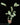 Ctenanthe setosa 'Grey Star'