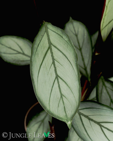 Ctenanthe setosa 'Grey Star'