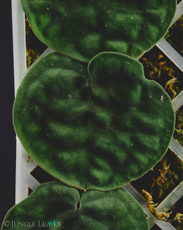Culcasia rotundifolia