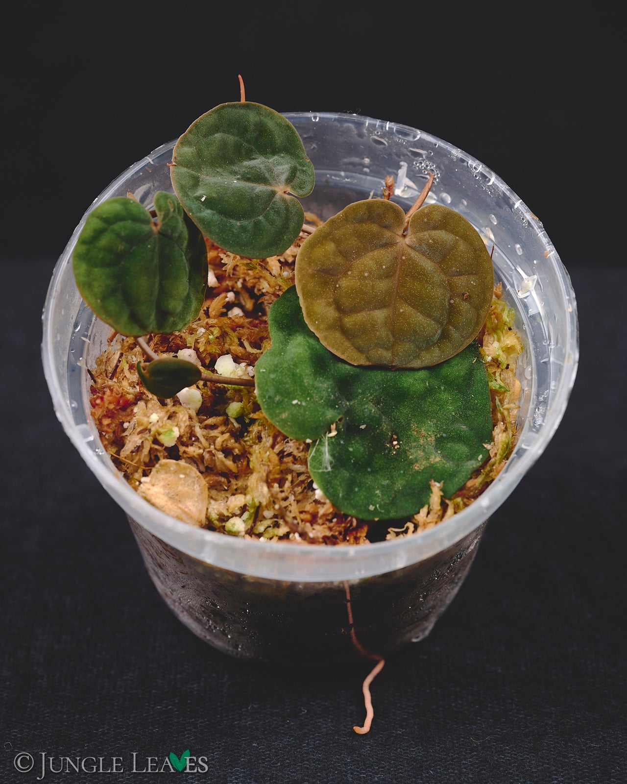 Culcasia rotundifolia 【LA0022-05z】　熱帯植物 Culcasia rotundifolia – Jungle Leaves