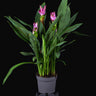 Curcuma longa
