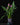 Curcuma longa