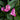 Curcuma longa