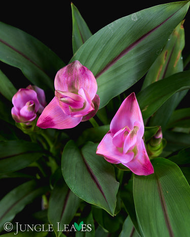 Curcuma longa