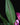 Curcuma longa