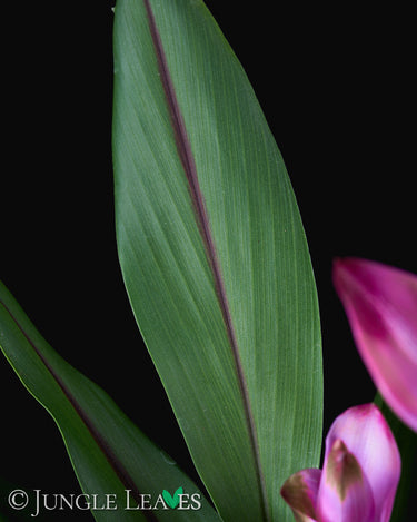Curcuma longa