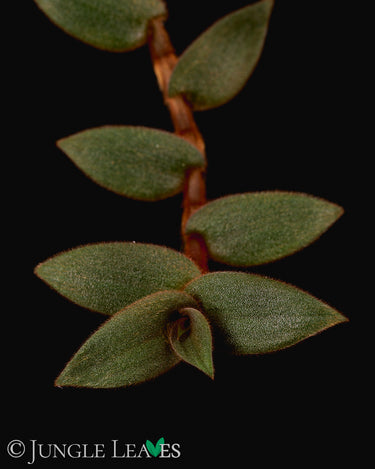 Cyanotis beddomei (Syn.: Cyanotis kewensis)