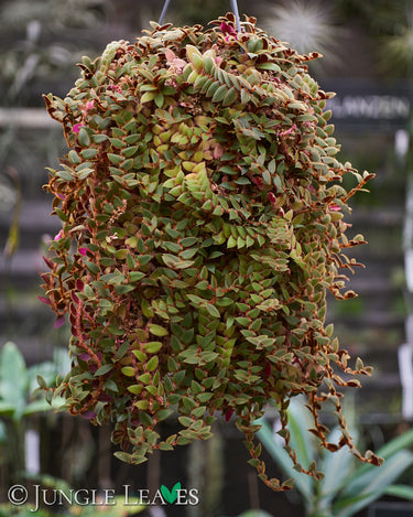 Cyanotis beddomei