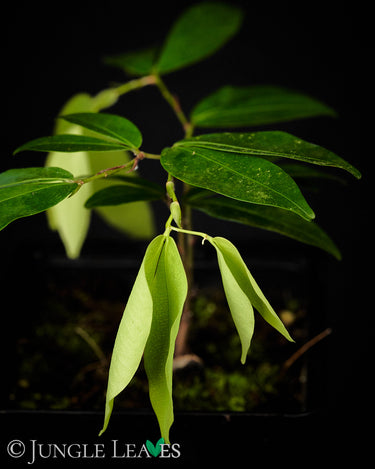 Cynometra cauliflora