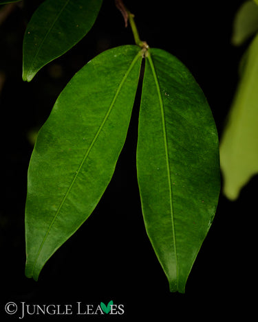 Cynometra cauliflora