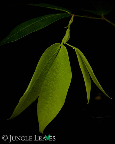 Cynometra cauliflora