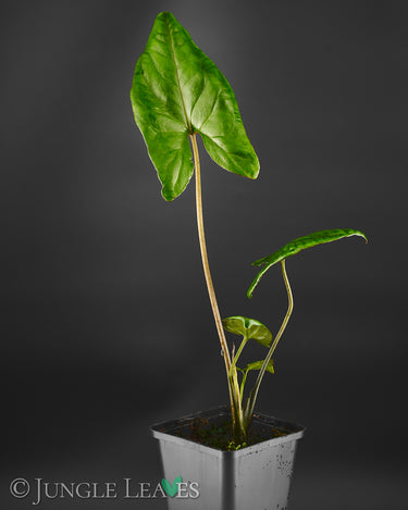 Cyrtosperma cf. giganteum