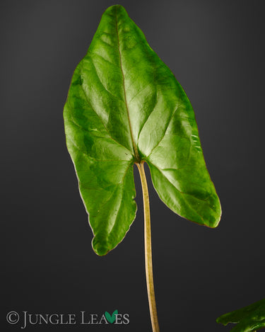 Cyrtosperma cf. giganteum
