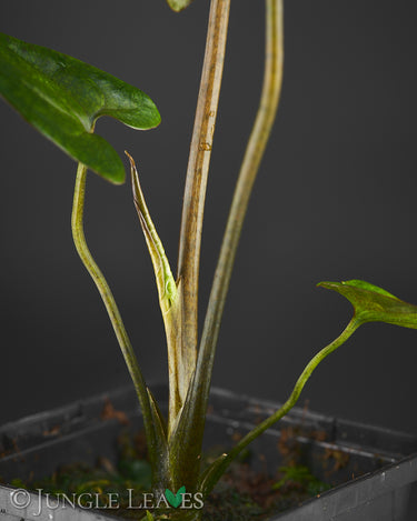 Cyrtosperma cf. giganteum