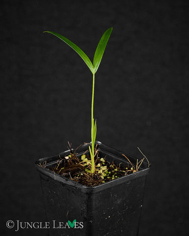 Cyrtostachys renda