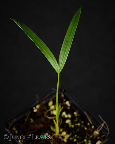 Cyrtostachys renda