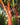 Cyrtostachys renda