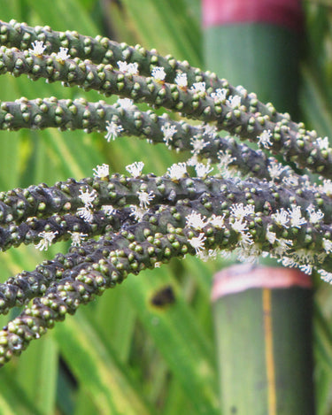 Cyrtostachys renda