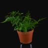 Davallia fejeensis