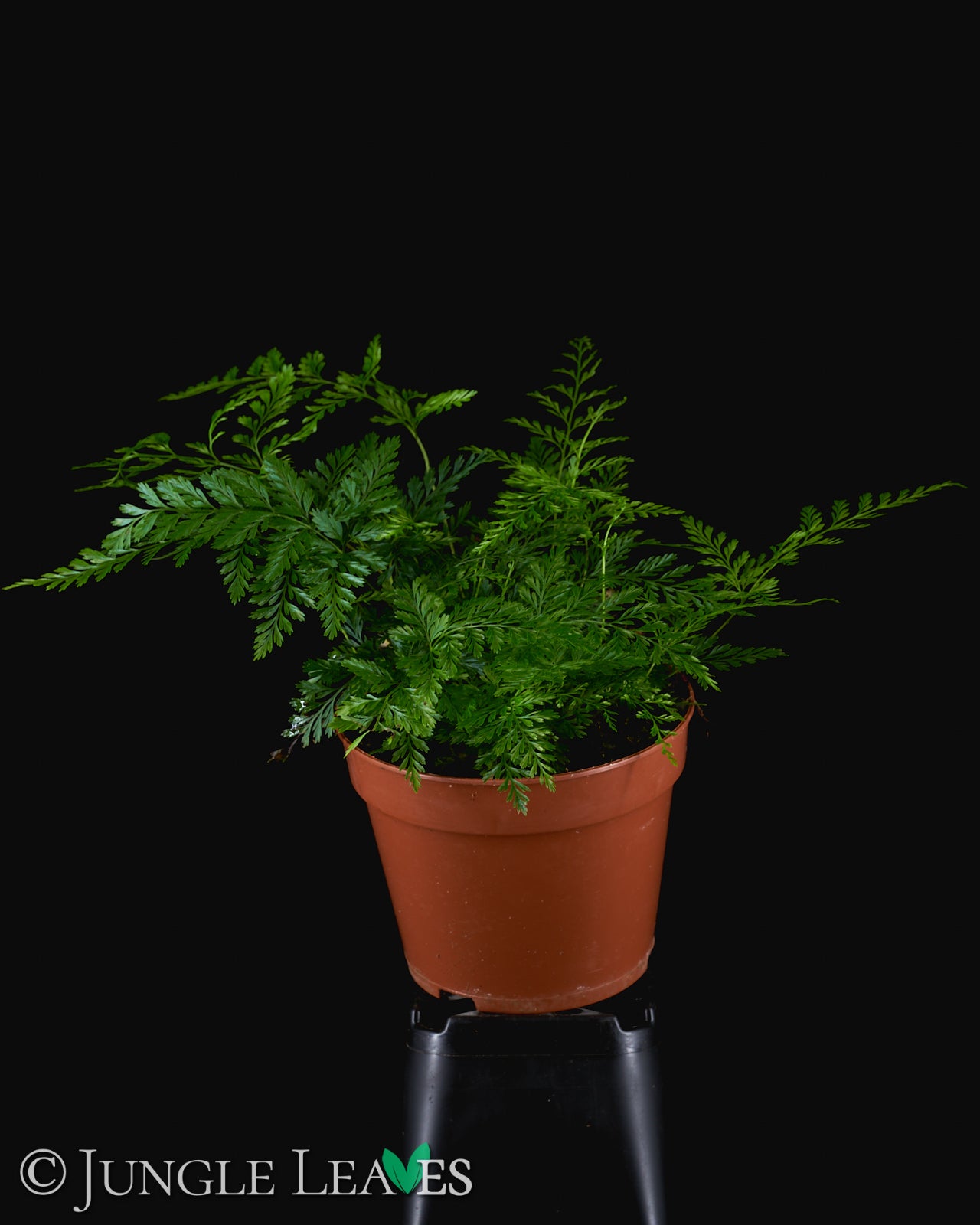Davallia fejeensis (Hasenpfotenfarn) – Jungle Leaves