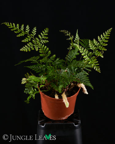 Davallia fejeensis