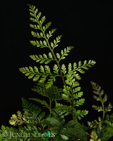 Davallia fejeensis