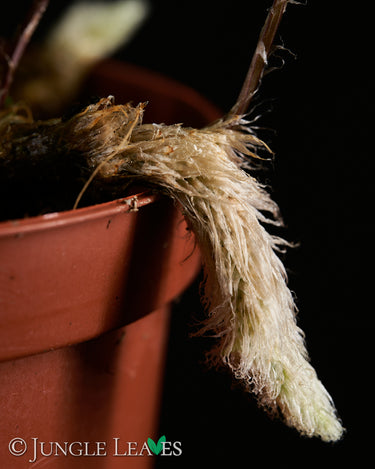 Davallia fejeensis