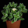 Delosperma echinatum