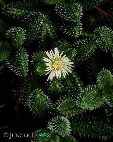 Delosperma echinatum