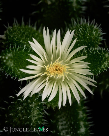 Delosperma echinatum