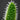 pickle plant trichomes