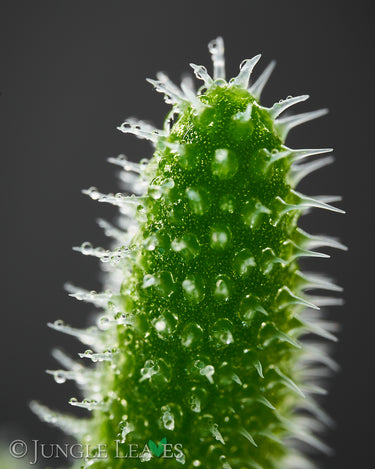 pickle plant trichomes