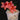 Dendrobium cuthbertsonii