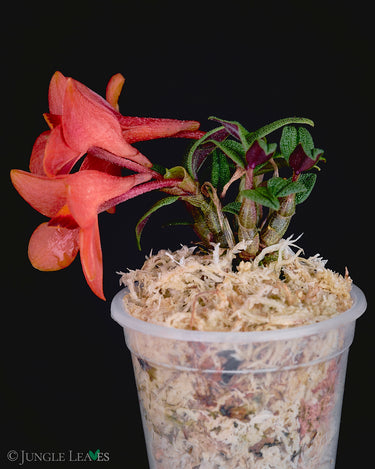 Dendrobium cuthbertsonii