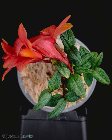 Dendrobium cuthbertsonii