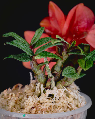 Dendrobium cuthbertsonii