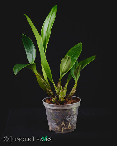 Dendrobium spectabile 'Dark'