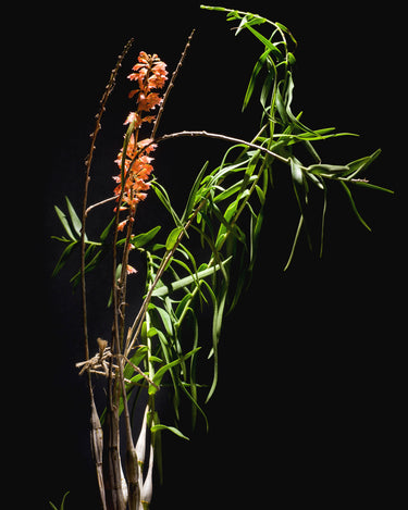 Dendrobium faciferum