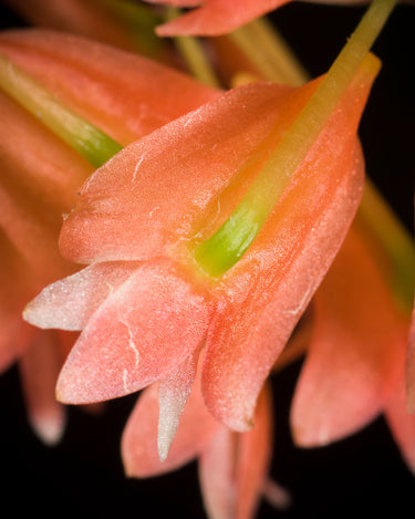 Dendrobium faciferum