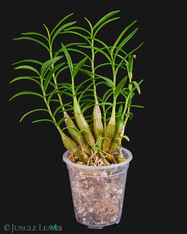 Dendrobium faciferum